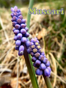muscari